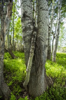 Intertwined tree trunks in forest