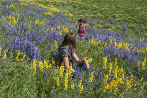 Caucasian mother watching daughter running on hillside with wildflowers