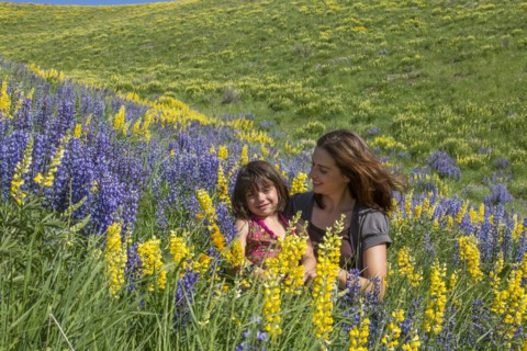 Caucasian mother and daughter sitting on hillside with wildflowers