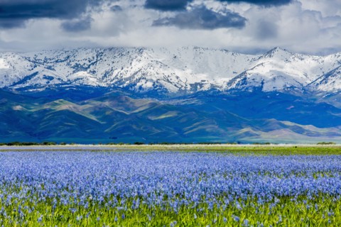 Wildflowers near snow covered mountain range