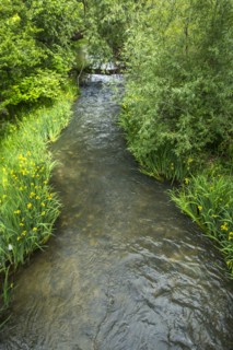 River flowing in forest