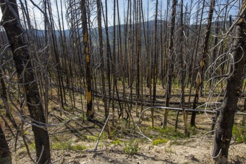 Bare trees in forest