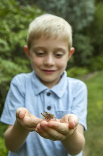 Caucasian boy cupping grasshopper in hands