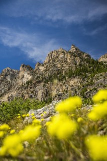 Yellow flowers at mountain