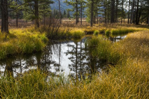 Reflection of trees in river