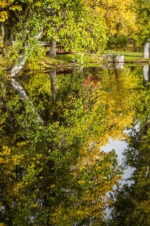 Reflection of trees in lake