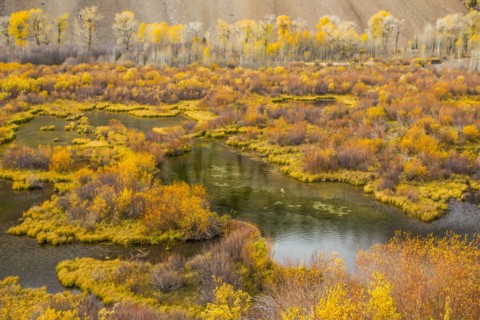Autumn leaves near pond