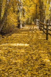 Wooden fence in autumn