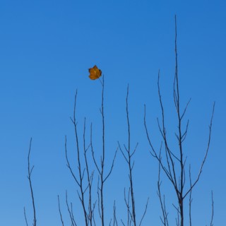 Autumn leaf on branch against blue sky