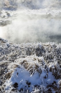 Frost on foliage at steaming hot springs