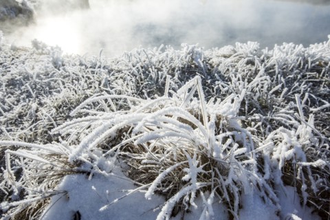 Frost on foliage at steaming hot springs