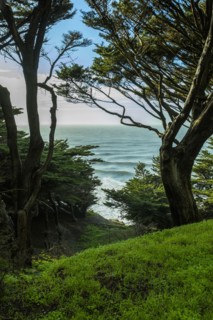 Trees on hill near ocean
