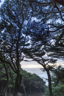 Trees on hill near ocean