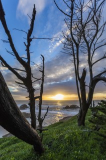 Trees on hill near ocean at sunset