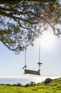 Tree swing near ocean