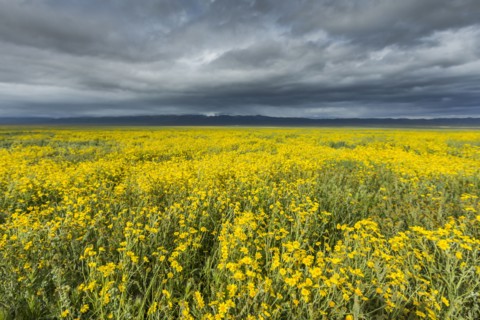 Yellow flowers in field under clouds