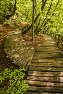 Wooden pathways in forest