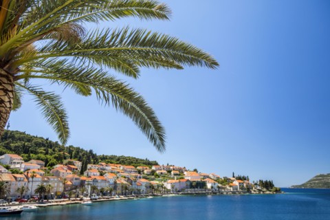 Palm tree at tranquil waterfront