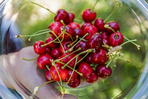 Cherries in a bowl