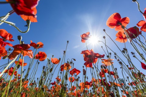 Sunshine on red flowers