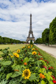 Row of flowers near Eiffel Tower