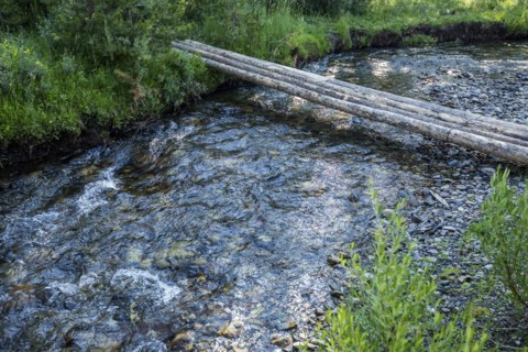 Logs forming bridge crossing river