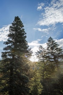 Sunbeams on trees