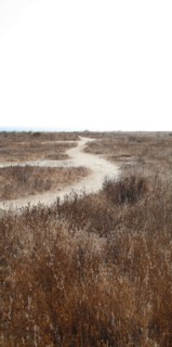 Dirt road through field