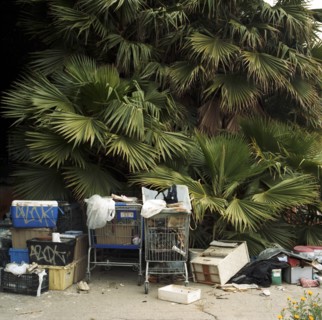 Trash and shopping carts underneath palm tree