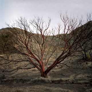 Bare tree in remote area
