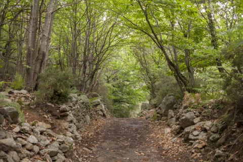 Dirt path in remote forest