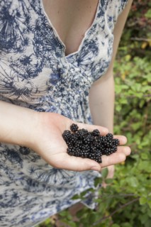 Close up of hand holding fresh blackberries