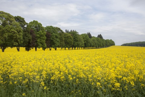 Field of flowers in rural landscape