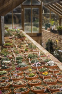 Potted seedlings growing in greenhouse