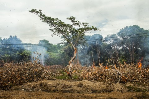 Tree near power lines in burning forest fire