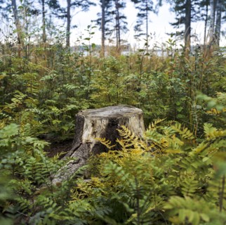 Stump in fern plants growing in lush forest