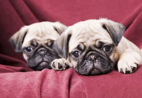 Pugs sitting on sofa