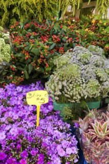 Variety of flowers for sale in market
