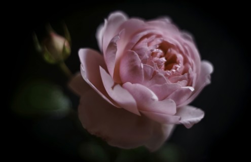 Close up of pink flower