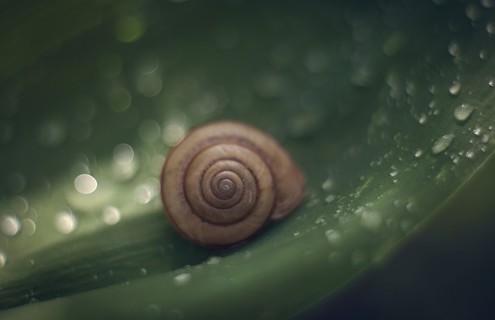 Snail on wet leaf