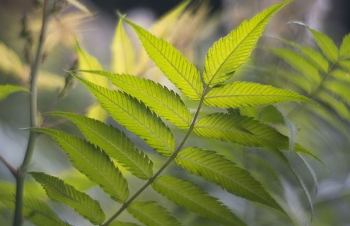 Green leaves on stem