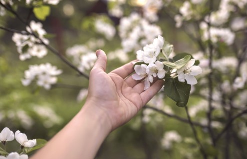 Hand of Caucasian woman holding flowers on branch