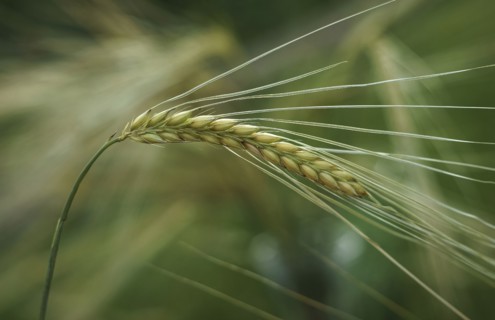 Close up of wheat