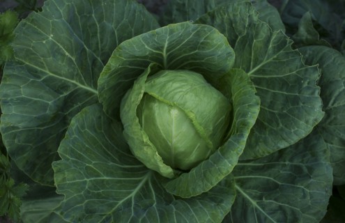Close up of lettuce