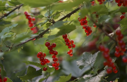 Close up of berries on branch