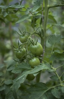 Close up of green tomatoes