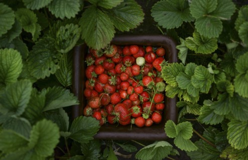 Close up of strawberries in basket