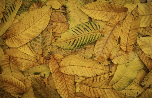 Pile of autumn leaves