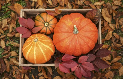 Pumpkins in wooden crate
