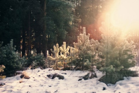 Evergreen trees growing in snowy forest